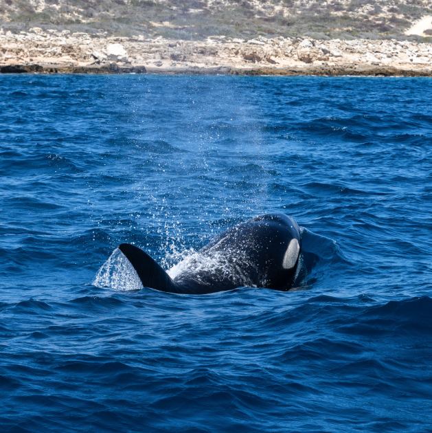 The Murky Ethics of Swimming With Killer Whales