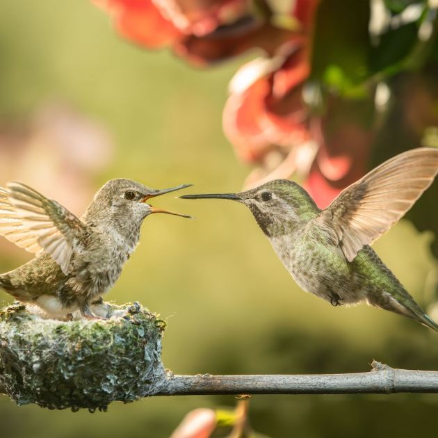  Hummingbirds Need More Than Nectar this April – This Easy High-Protein Buffet Brings Loads More Nesting Hummers to Your Yard 