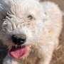 Understanding canine distemper virus and increased risk during summer