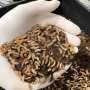 Agricultural waste could fuel protein-rich black soldier fly larvae for human foods