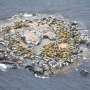 Herring weight and seal hunting markedly affecting the future of Baltic gray seals