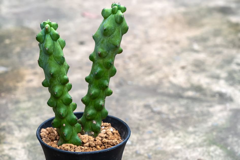 Stiffcock, nippleweed and naked ladies? 13 plants with names so naughty we had to check twice