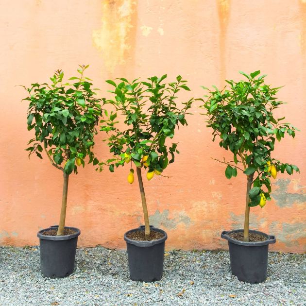  These 5 Trees Grow Beautifully in Containers, and September Is the Perfect Time to Plant Them 