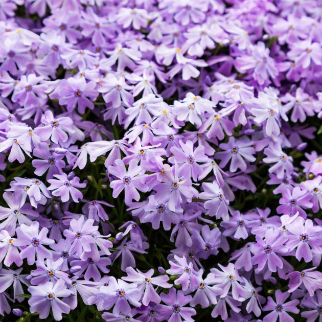  6 Tiny Fast-Growing Perennial Flowers That Cover Bare Soil And Fill Garden Gaps Year After Year 
