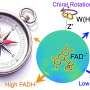 Small molecular twists may strengthen nature's magnetic compass