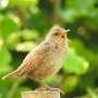 Even low-level traffic noise can reduce birdsong's stress-relieving effects