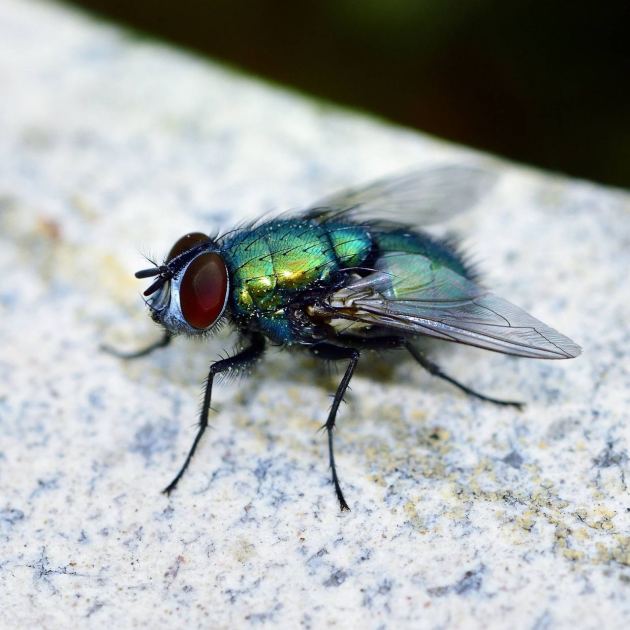  5 Mistakes You’re Making That Are Attracting Flies – Keep Flies Away Out of Your House and Away From Your Patio This Summer 