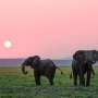 Elephants turn footsteps into messages through ground and skull vibrations