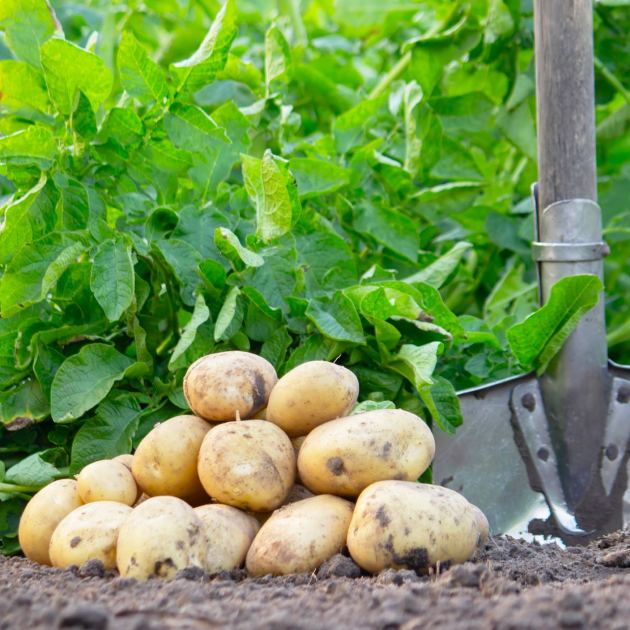  How To Grow Potatoes for a Huge Harvest of Tasty Taters – Complete Guide to Planting, Caring & Harvesting 