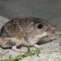 Moms' learned fear of snakes gets inherited by offspring in a critically endangered mouse, biologists discover