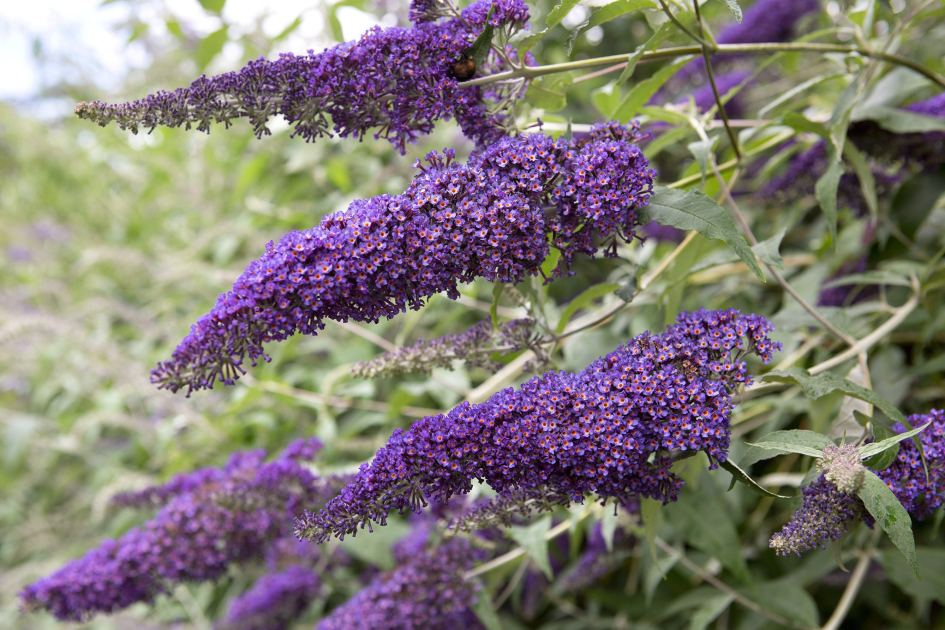 Cut your buddleia back now, or it could turn to a twiggy mess