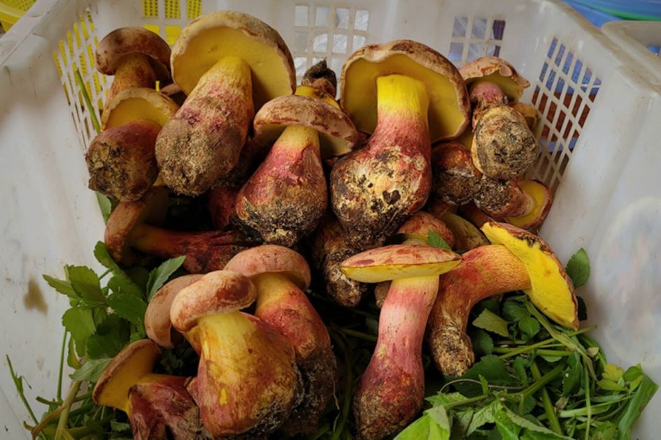 Scientists Identify Mushroom That Makes You Hallucinate ‘Tiny People’