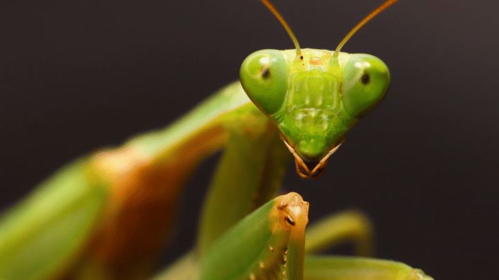 'NeedyMantis' Provides Long-Term Access to Compromised Networks