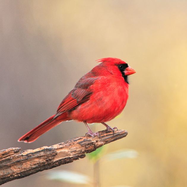  Want to See Your State Bird in Your Yard? Plant These Native Favorites 