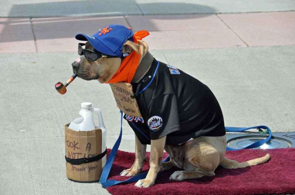 Jonah the hotdog-less Marlins dog gets his dream day on July 12
