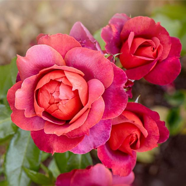  Do This to Roses in April for Your Biggest Blooms Yet: This Spring Wake-Up Will Kick Them into Gear 