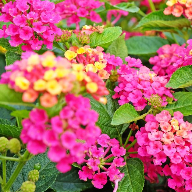 These 8 Flowers Stay Covered in Blooms Through July and August – Without Deadheading 