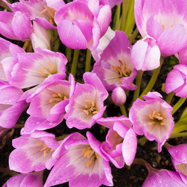  Plant These 6 Bulbs in September for Enchanting Flowers that Appear Like Magic Through Fall 