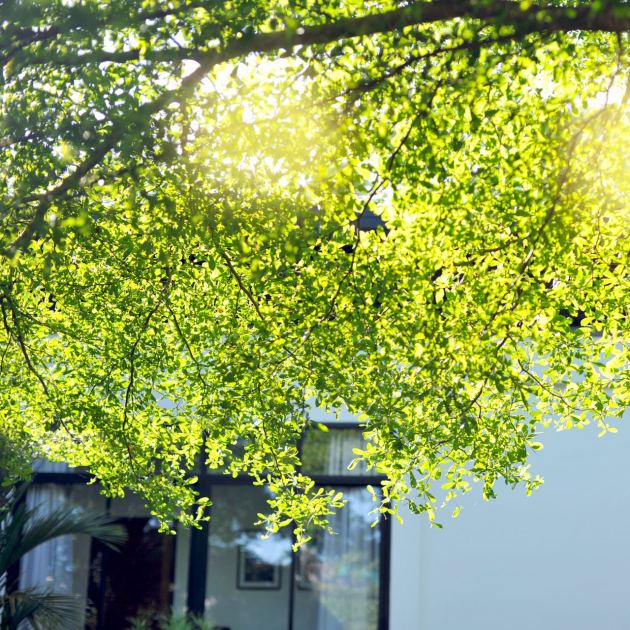  Is Your Neighbor's Tree Blocking the Sunlight in Your Yard? Here’s What You Can (and Can’t) Do About It, According to a Lawyer 