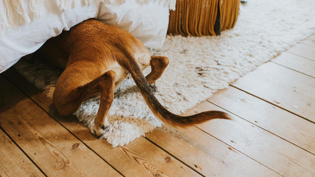 My 6 High-Tech Tactics for Pets Afraid of Fourth of July Fireworks