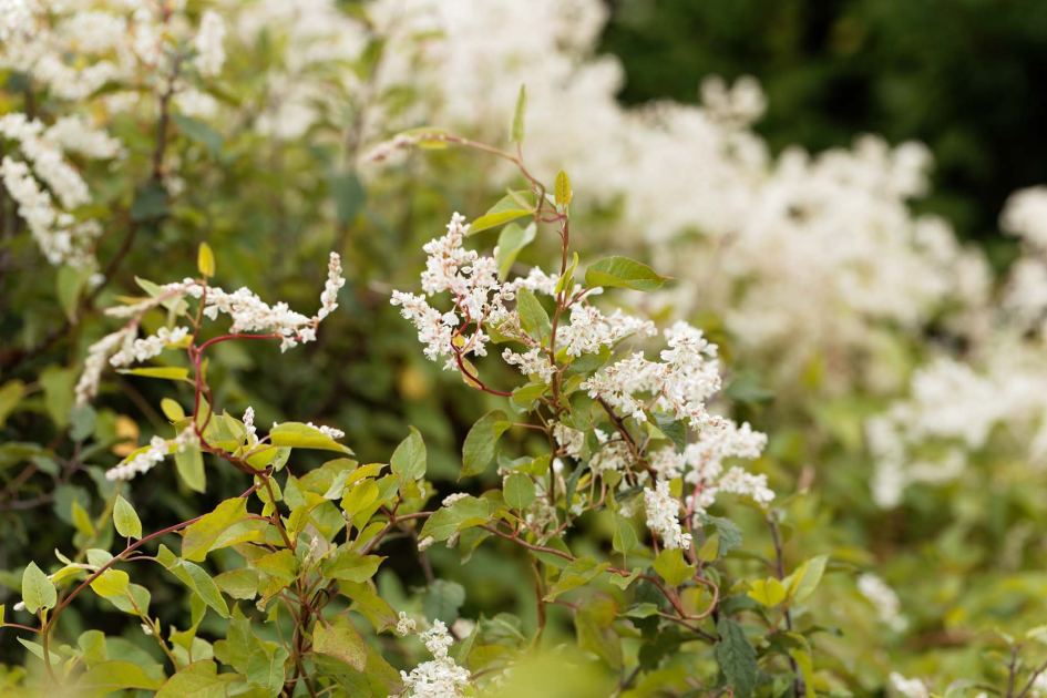 Gardener beware! 6 'nightmare' invasive plants that I always avoid – by expert Jane Moore