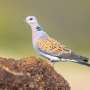 Food and water stations for wild birds are contributing to spread of deadly diseases, study finds