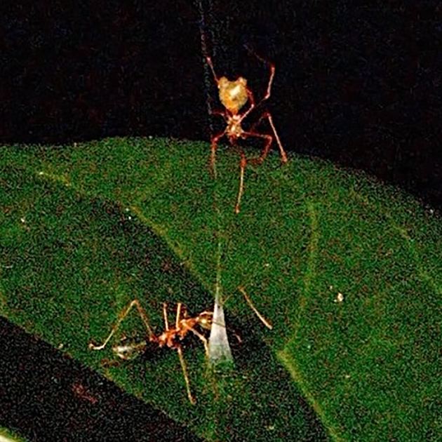 This Trap Wants Ants to Take a Bite