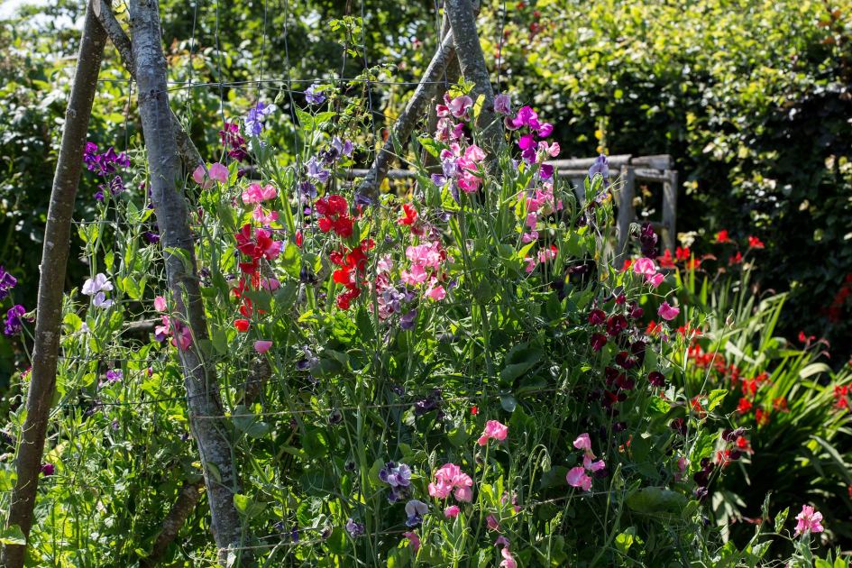 Sow sweet peas now before it's too late