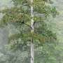 'The Heaven Sword' crowned as East Asia's tallest tree after a nearly decade-long search