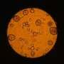 Stem cells survive unexpectedly rough space travel