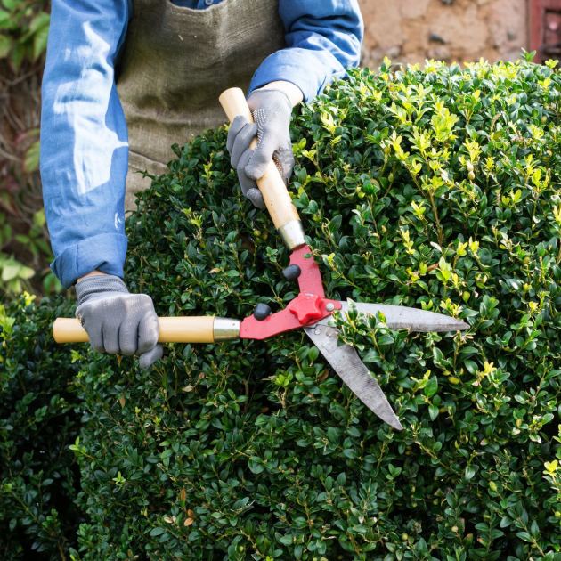  Be Bold and Prune These 8 Evergreen Shrubs in April: You’ll Get Lush Results That Last, Even if You’re a Beginner Gardener 