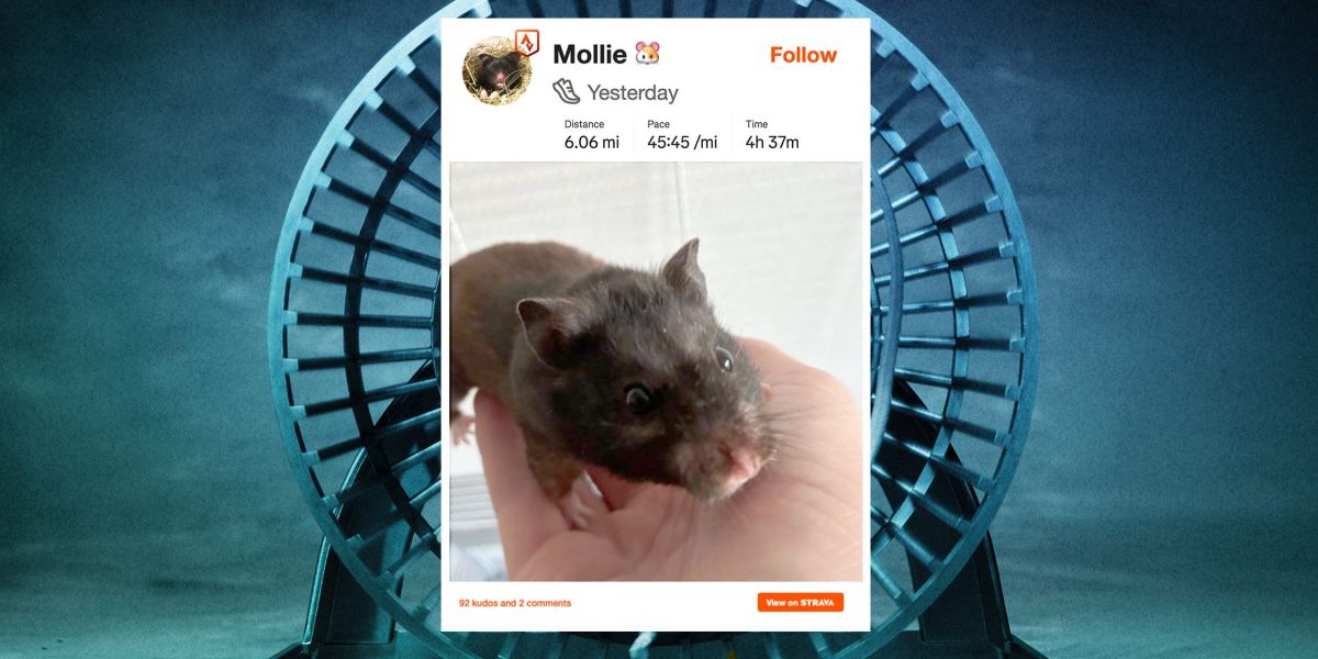 A Physicist Rigged His Pet Hamster’s Wheel to Upload to Strava. It Runs Surprisingly Far Every Night