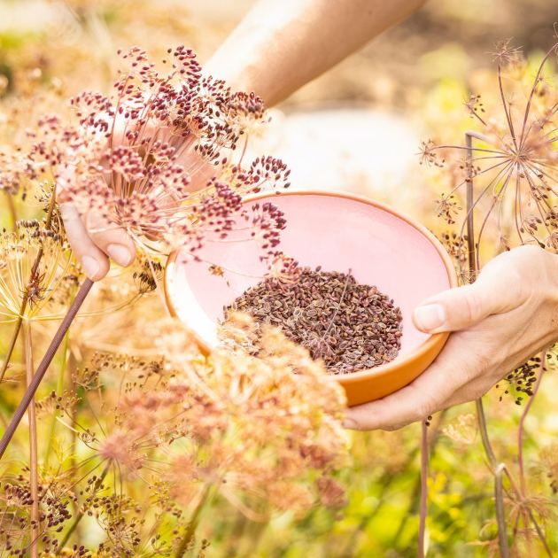  Want to Grow More Plants for Free? These 3 Affordable Seed Saving Tools From Amazon Are All You Need 