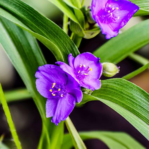  September is the Perfect Time to Divide These 6 Perennials – But Don’t Touch These Ones Yet! 
