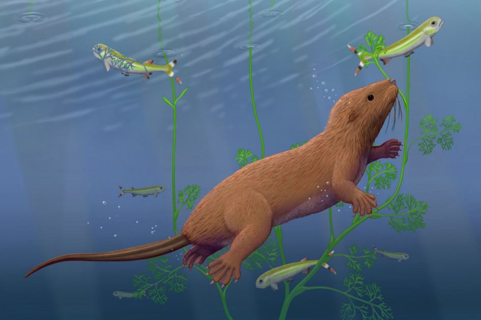 Fossil mammal with reptile-like teeth changes picture of our evolution