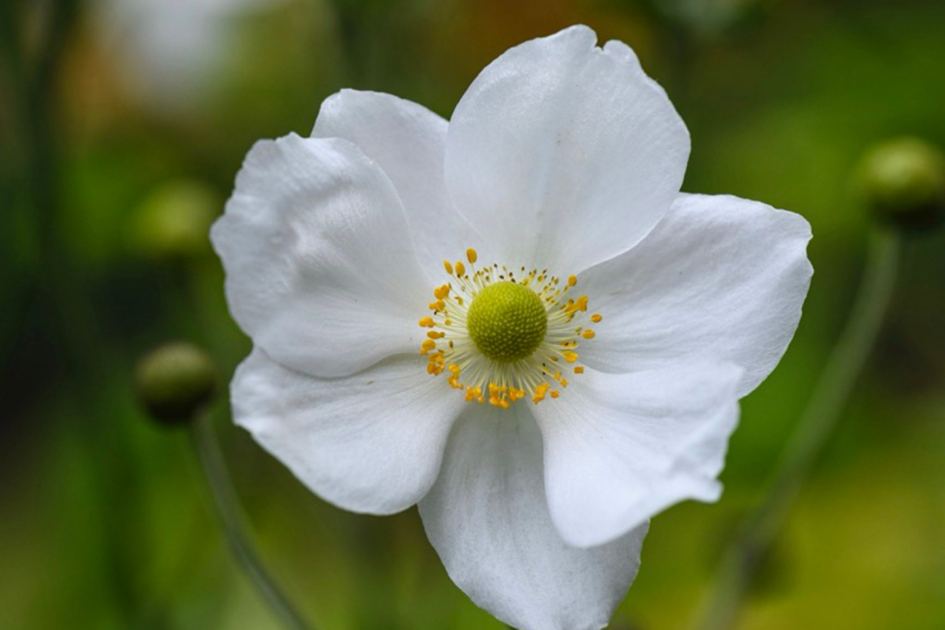 'Nightmare' shady spot of plant death? These 23 varieties will thrive