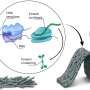 DNA programs a cell-free material to build its own motors and move
