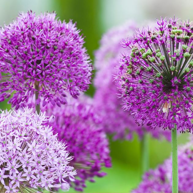  These 11 Purple Flowers Will Bloom All Summer With Almost No Effort – And Make Your Garden Look Like a Designer Planted It 