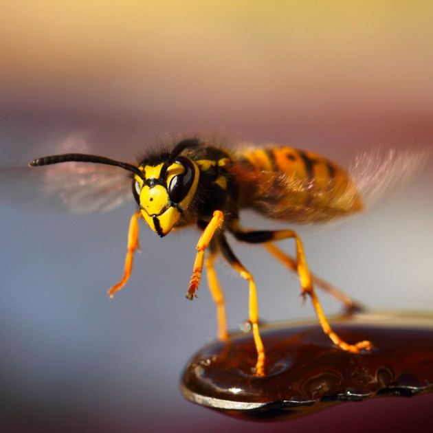  The Simple Wasp Traps That Let You Enjoy Your Garden Again 