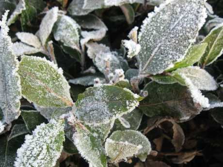 10 Must-Know Tips to Shield Your Plants from Cold Temperatures
