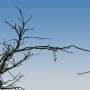 Dead tree branches rise and fall with changing humidity, laser scans reveal
