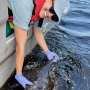 Hope for Maugean skate as juveniles reach adulthood in Macquarie Harbor