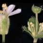 How a pathogen turns flowers into leaves