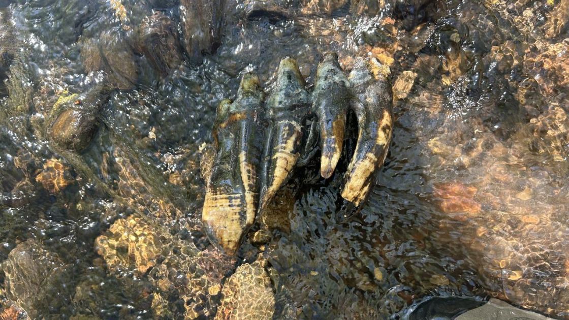  'Oddly shaped rock' unearthed in California turns out to be 'immaculate' mastodon molar 