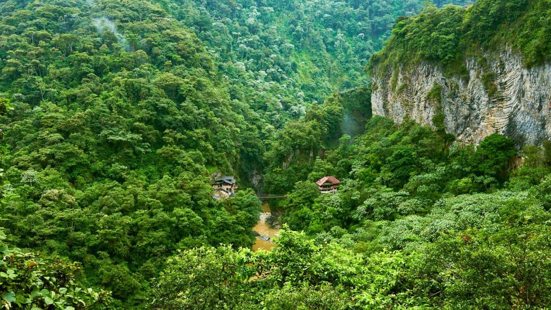  Tropical forests stop absorbing carbon dioxide during El Niño events. This year could be the worst. 