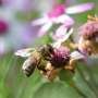 Honeybees struggle to gather nectar in August, direct measurements reveal