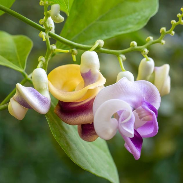  Ditch the Red Feeder – This Totally Unique Flower Evolved Just to Attract Hummingbirds, and It's Incredibly Easy to Grow! 