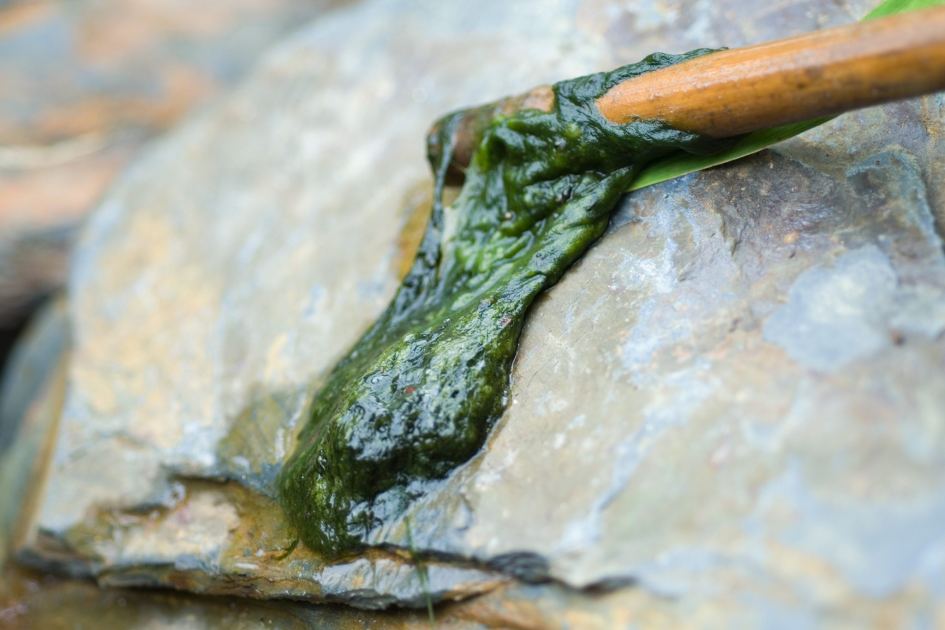 Pond green and murky? Here’s how to fix it