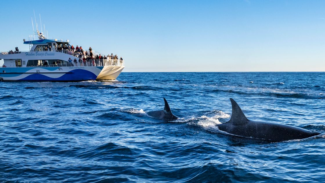  Killer whales sink another boat off the coast of Spain — why are they still doing this after 6 years? 