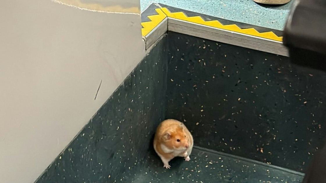 Rodent trip: swinging time for hamster hitching ride on bus to Sha Tin
